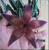 Stapelia 16 (2)